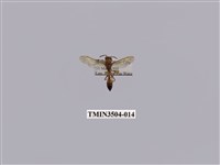 藏品(變側異腹胡蜂)的圖片